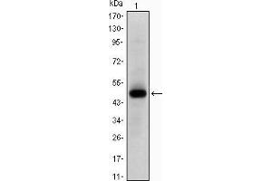 Western blot analysis using MYC mAb against human MYC (AA:214-387) recombinant protein.