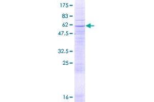 SLC25A16 Protein (AA 1-332) (GST tag)