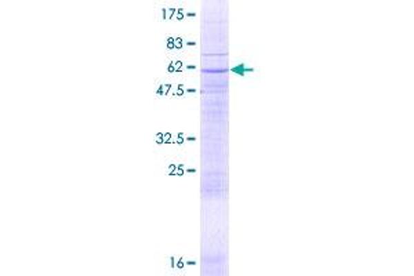 SLC25A16 Protein (AA 1-332) (GST tag)