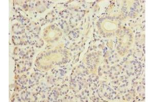 Immunohistochemistry of paraffin-embedded human pancreatic tissue using ABIN7150520 at dilution of 1:100 (DNAJB4 antibody  (AA 1-337))