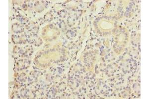 Immunohistochemistry of paraffin-embedded human pancreatic tissue using ABIN7150520 at dilution of 1:100 (DNAJB4 antibody  (AA 1-337))