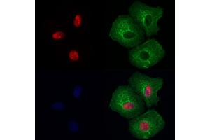 NUCL Antibody staining Hela cells by IF/ICC.