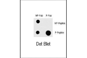 Dot blot analysis of Phospho-P3K1- Pab (Cat. (MAP3K1 antibody  (pThr1383))