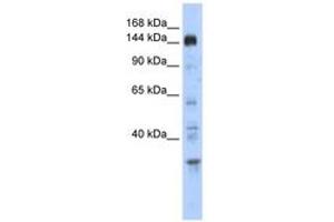 Image no. 1 for anti-Period Circadian Protein 2 (PER2) (C-Term) antibody (ABIN6742875) (PER2 antibody  (C-Term))