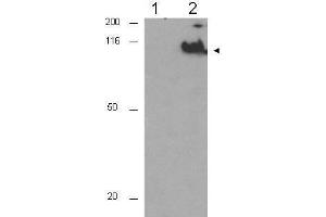 Western blot using  Affinity Purified anti-CDC27 pT244 antibody shows detection of a band ~92 kDa corresponding to phosphorylated human CDC27 (arrowhead). (CDC27 antibody  (pThr244))