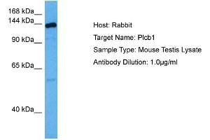 Host: Rabbit Target Name: PLCB1 Sample Tissue: Mouse Testis Antibody Dilution: 1ug/ml (Phospholipase C beta 1 antibody  (C-Term))