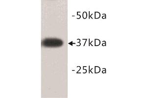 Western Blotting (WB) image for anti-Developmental Pluripotency Associated 2 (DPPA2) (N-Term) antibody (ABIN1854882)