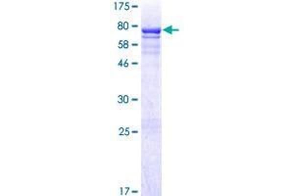 CRLF3 Protein (AA 1-442) (GST tag)
