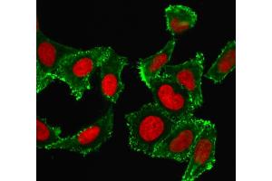 Confocal immunofluorescence image HeLa cells using CD44 Mouse Monoclonal Antibody (DF1485) labeled Green (CF488) and Reddot is used to label the nuclei Red. (CD44 antibody)
