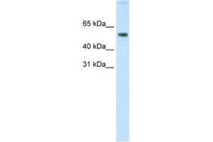 Western Blotting (WB) image for anti-V-Akt Murine Thymoma Viral Oncogene Homolog 1 (AKT1) antibody (ABIN2463692)