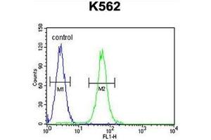 AASS Antibody (C-term) flow cytometric analysis of K562 cells (right histogram) compared to a negative control cell (left histogram).