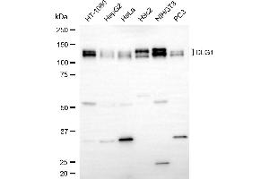 Western blotting analysis using DLG1 antibody (ABIN7798354).