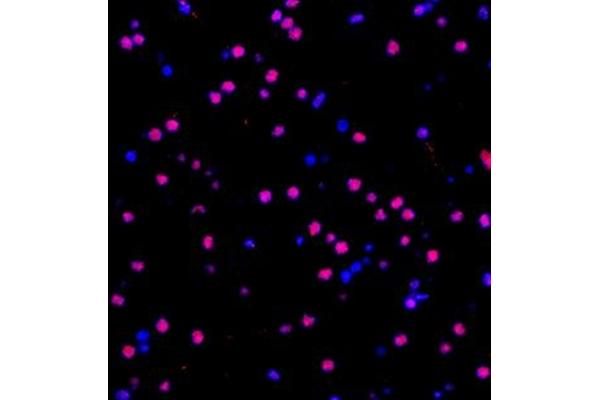 ZNF682 antibody