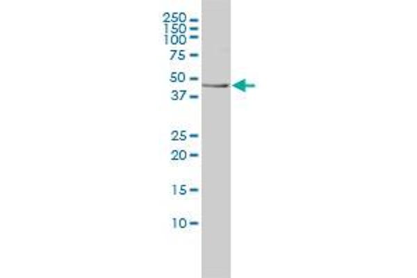 TES antibody  (AA 1-421)