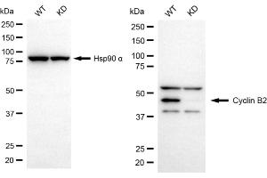 Western blotting analysis using cyclin B2 antibody (ABIN7798193).