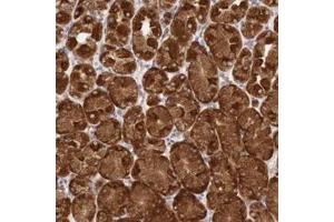 Immunohistochemistry (Formalin/PFA-fixed paraffin-embedded sections) of human stomach with TXNDC4 polyclonal antibody  shows strong cytoplasmic positivity in glandular cells. (ERP44 antibody)