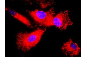 Proximity Ligation Analysis of protein-protein interactions between HSPB1 and EGFR. (HSP27 antibody  (AA 1-205))