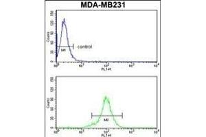 RPGRIP1 Antibody (Center) (ABIN652816 and ABIN2842532) flow cytometry analysis of MDA-M cells (bottom histogram) compared to a negative control cell (top histogram). (RPGRIP1 antibody  (AA 530-557))