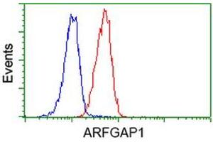 Image no. 5 for anti-ADP-Ribosylation Factor GTPase Activating Protein 1 (ARFGAP1) antibody (ABIN1496680) (ARFGAP1 antibody)