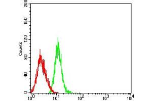 Flow cytometric analysis of HL-60 cells using CCL4 mouse mAb (green) and negative control (red). (CCL4 antibody  (AA 24-92))