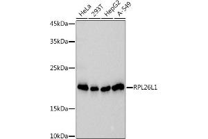 Western blot analysis of extracts of various cell lines, using (ABIN7270000) at 1:1000 dilution. (RPL26L1 antibody)
