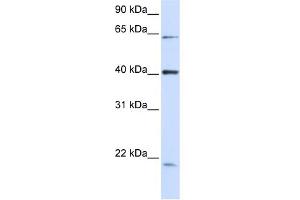 WB Suggested Anti-C19orf46 Antibody Titration:  0.