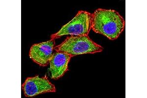 Immunofluorescence analysis of Hela cells using CD370 mouse mAb (green). (CLEC9A antibody  (AA 57-241))