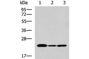 Western Blot analysis of Hela cell, Mouse liver tissue and Raji cell using IL19 Polyclonal Antibody at dilution of 1:550