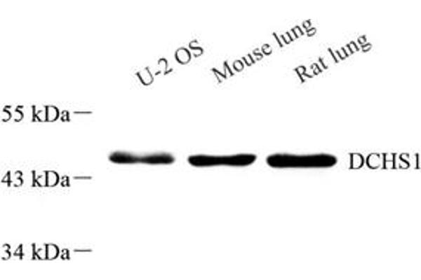 DCHS1 antibody