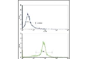 Flow cytometric analysis of hela cells using X6 Antibody (Center)(bottom histogram) comred to a negative control cell (top histogram). (PAX6 antibody  (AA 183-210))