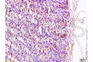 Formalin-fixed and paraffin embedded rat stomach tissue labeled with Anti-Somatostatin/GRIH Polyclonal Antibody, Unconjugated (ABIN738126) at 1:200 followed by conjugation to the secondary antibody and DAB staining (Somatostatin antibody  (AA 103-116))