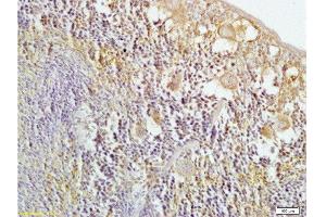 Formalin-fixed and mouse spleen tissue labeled with Anti-HO-2 Polyclonal Antibody, Unconjugated  at 1:200 followed by conjugation to the secondary antibody and DAB staining (HMOX2 antibody  (AA 31-150))