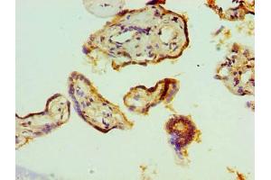 Immunohistochemistry of paraffin-embedded human placenta tissue using ABIN7171508 at dilution of 1:100