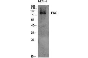 Western Blot (WB) analysis of specific cells using PKC Polyclonal Antibody. (PKC antibody  (AA 623-672))