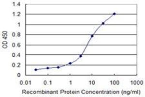 Detection limit for recombinant GST tagged GOT2 is 0. (GOT2 antibody  (AA 331-430))
