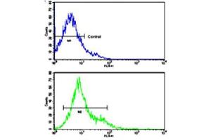 Flow cytometric analysis of Ramos cells using CD247 polyclonal antibody (bottom histogram) compared to a negative control cell (top histogram). (CD247 antibody  (N-Term))