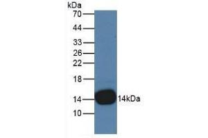 Detection of CSTB in Rat Placenta Tissue using Monoclonal Antibody to Cystatin B (CSTB) (CSTB antibody  (AA 2-98))