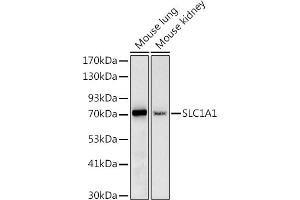 Western blot analysis of extracts of various cell lines, using (ABIN6131630, ABIN6147868, ABIN6147869 and ABIN6219899) at 1:1000 dilution. (SLC1A1 antibody  (AA 430-524))