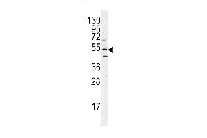 Western blot analysis of ATG14 antibody (N-term) (ABIN388584 and ABIN2849826) in mouse heart tissue lysates (35 μg/lane). (ATG14 antibody  (N-Term))