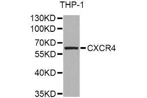 Western blot analysis of extracts of THP-1 cells, using CXCR4 Antibody (ABIN6292854) at 1:1000 dilution.