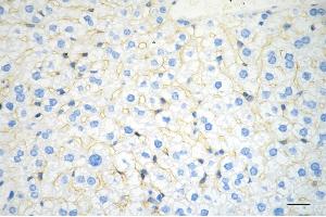 anti-Integrin, alpha 5 (ITGA5) antibody