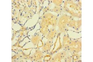 Immunohistochemistry of paraffin-embedded human kidney tissue using ABIN7165442 at dilution of 1:100