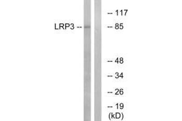 LRP3 抗体