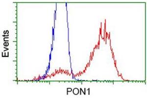 Image no. 2 for anti-Paraoxonase 1 (PON1) antibody (ABIN1500347) (PON1 antibody)