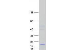 Western Blotting (WB) image for Proline Rich 15-Like (PRR15L) protein (Myc-DYKDDDDK Tag) (ABIN2715011)