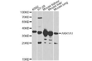 Western blot analysis of extracts of various cell lines, using AKR1A1 antibody. (AKR1A1 antibody  (AA 1-325))