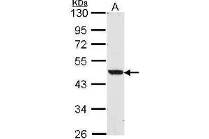 WB Image Sample (30 ug of whole cell lysate) A: A549 10% SDS PAGE antibody diluted at 1:1000 (NR1H2 antibody  (N-Term))