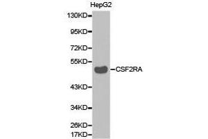Western Blotting (WB) image for anti-Colony Stimulating Factor 2 Receptor, Alpha, Low-Affinity (Granulocyte-Macrophage) (CSF2RA) antibody (ABIN1872026) (CSF2RA antibody)