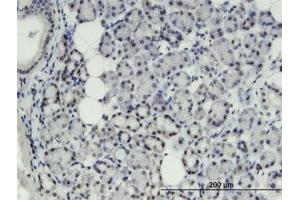 Image no. 1 for anti-Thyroid Hormone Responsive (THRSP) (AA 1-85) antibody (ABIN599449) (THRSP antibody  (AA 1-85))