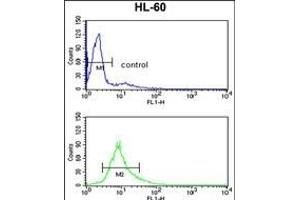 PSME2 Antibody (C-term) (ABIN390645 and ABIN2840943) flow cytometry analysis of HL-60 cells (bottom histogram) compared to a negative control cell (top histogram).